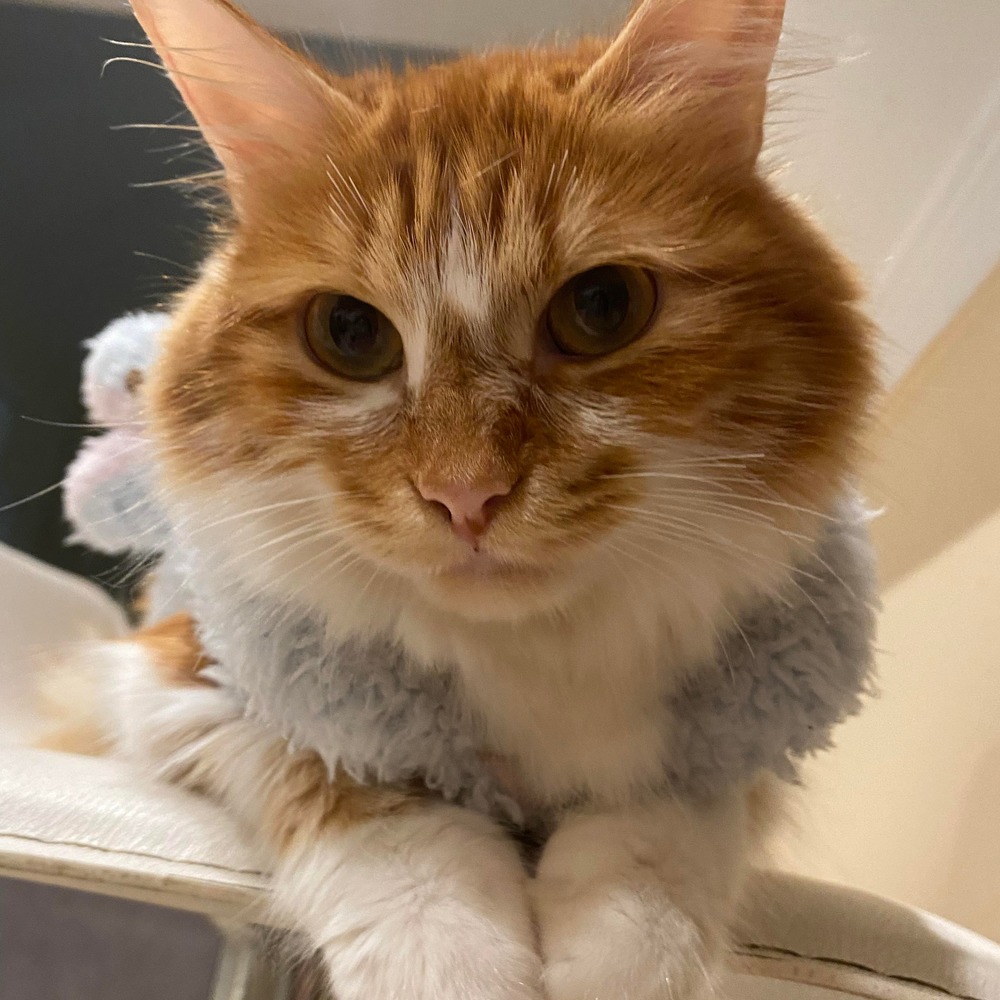 Meet your Posher, Nhi